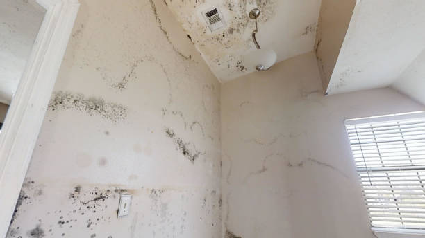 Best Black Mold Removal  in Laurium, MI