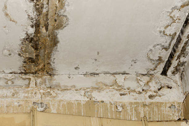  Laurium, MI Mold Removal Pros